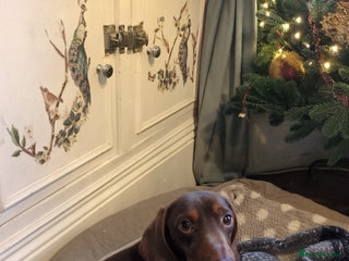 Miniature Dachshund dogs Our beautiful paddy - Advert 10