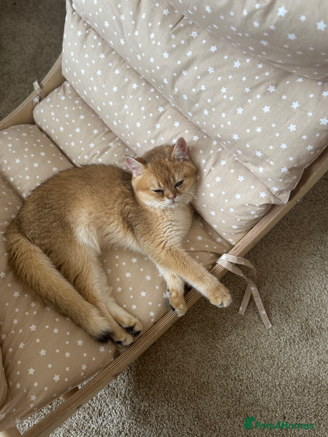 British Shorthair cats for sale: Golden british shorthair boy - Image 5