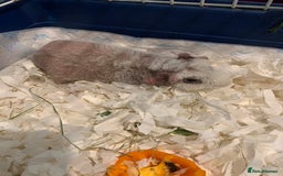 Guinea Pig rodents for sale: Skinny Pigs /werewolf piggies  - Image 5