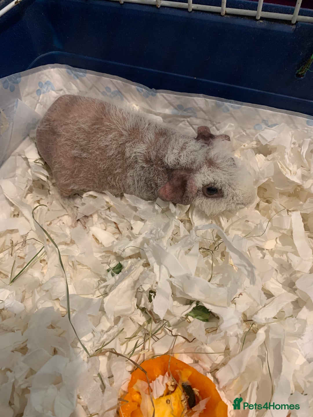 Guinea Pig rodents for sale: Skinny Pigs /werewolf piggies  - Image 5