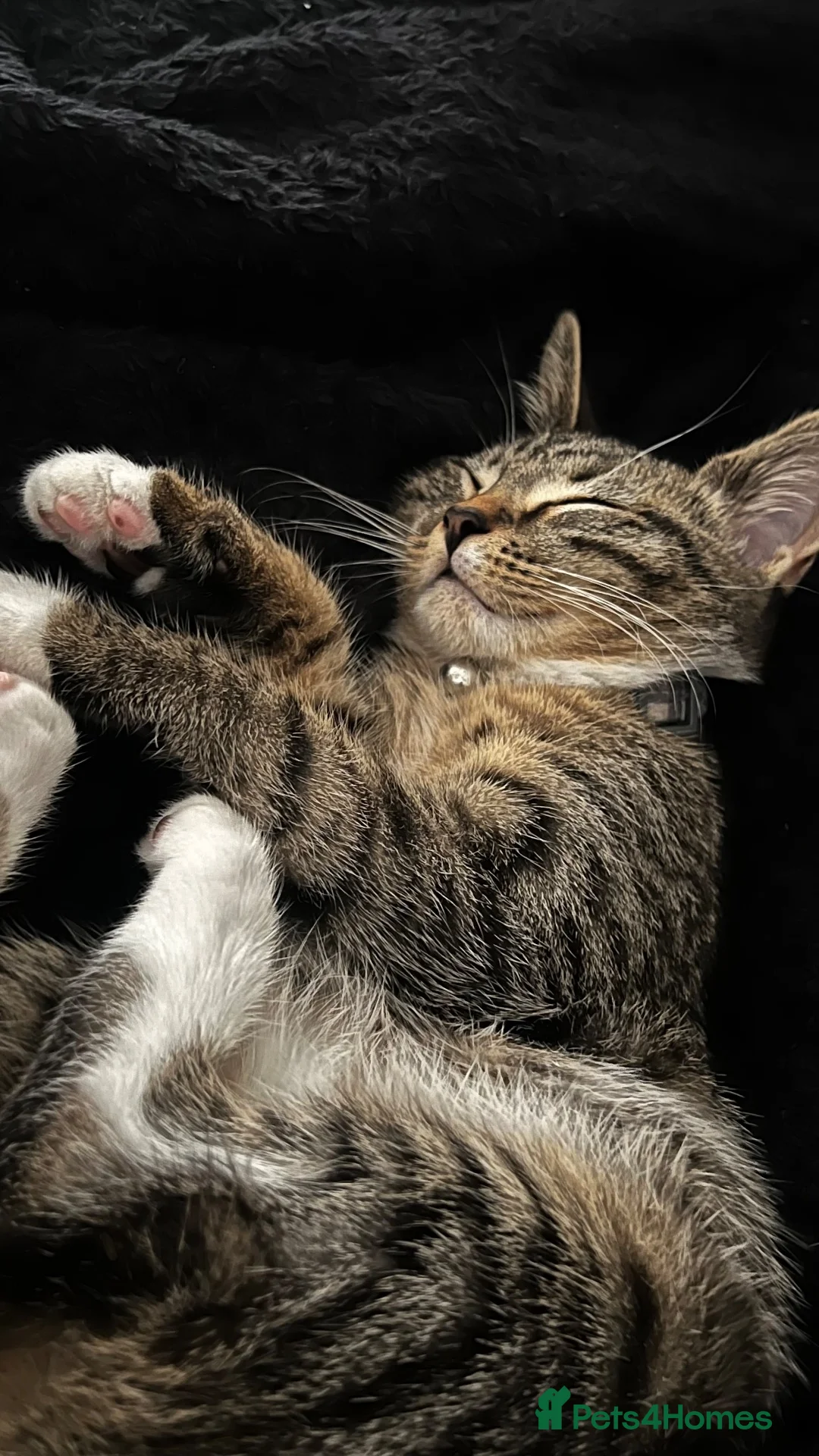 Domestic Shorthair cats for sale: Beautiful European Shorthair - Advert 7