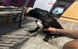 American Bull Staffy dogs for sale: american staffordshire for sale  - Image 2