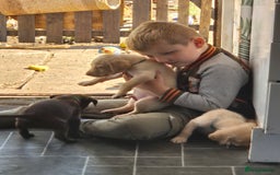 Labrador Retriever dogs for sale: Labrador puppys ready to leave  - Image 11