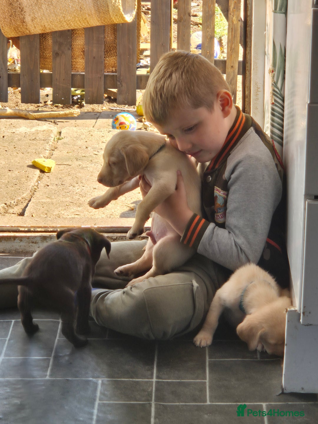 Labrador Retriever dogs for sale: Labrador puppys ready to leave  - Image 11