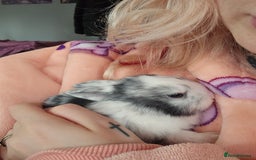 Harlequin rabbits for sale: 7 beautiful Harlequin bunnies looking for a new 🏡 - Image 19