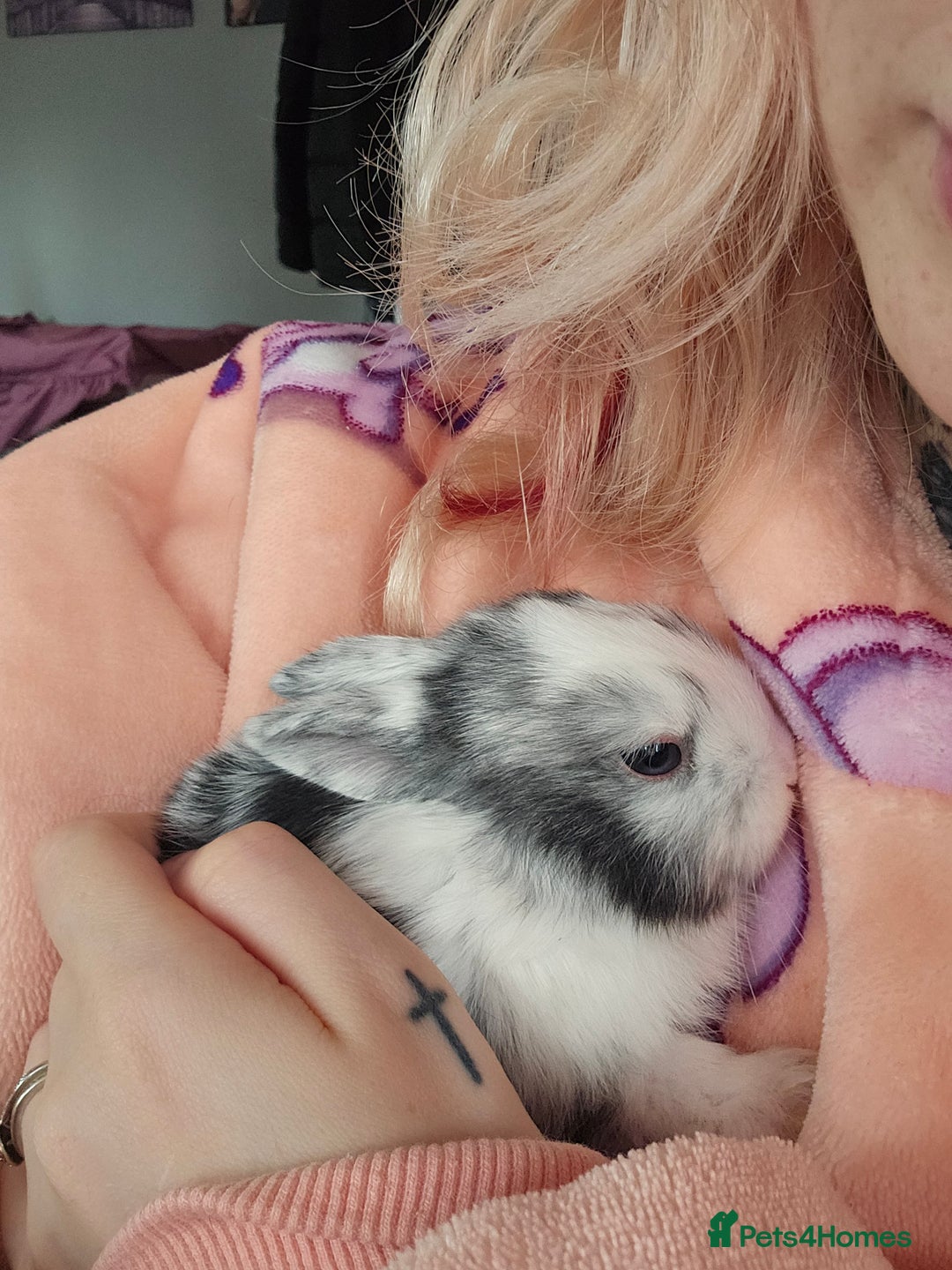 Harlequin rabbits for sale: 7 beautiful Harlequin bunnies looking for a new 🏡 - Image 19