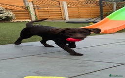 Labrador Retriever dogs for sale: Chocolate lab  - Image 4