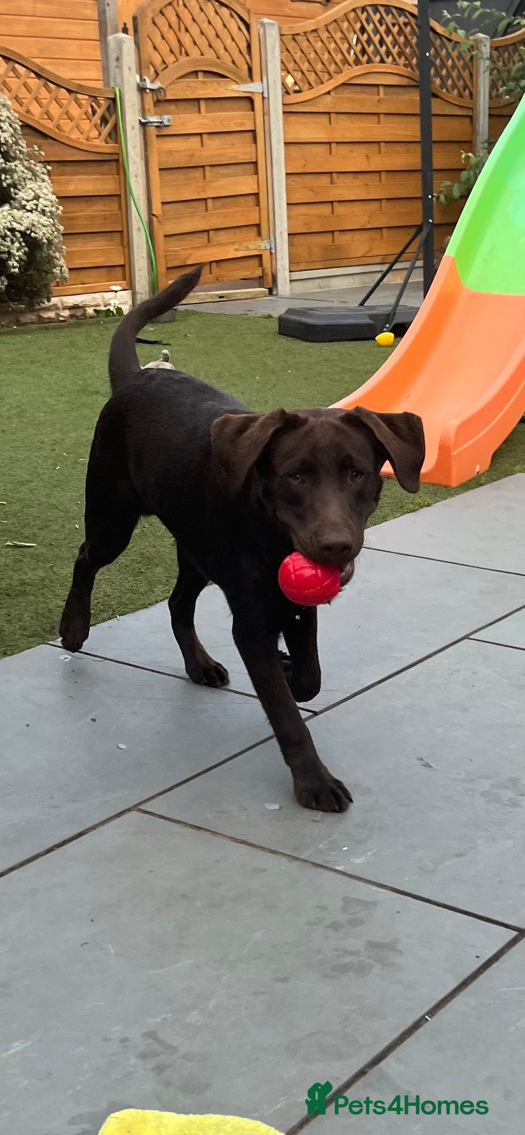 Labrador Retriever dogs for sale: Chocolate lab  - Image 4