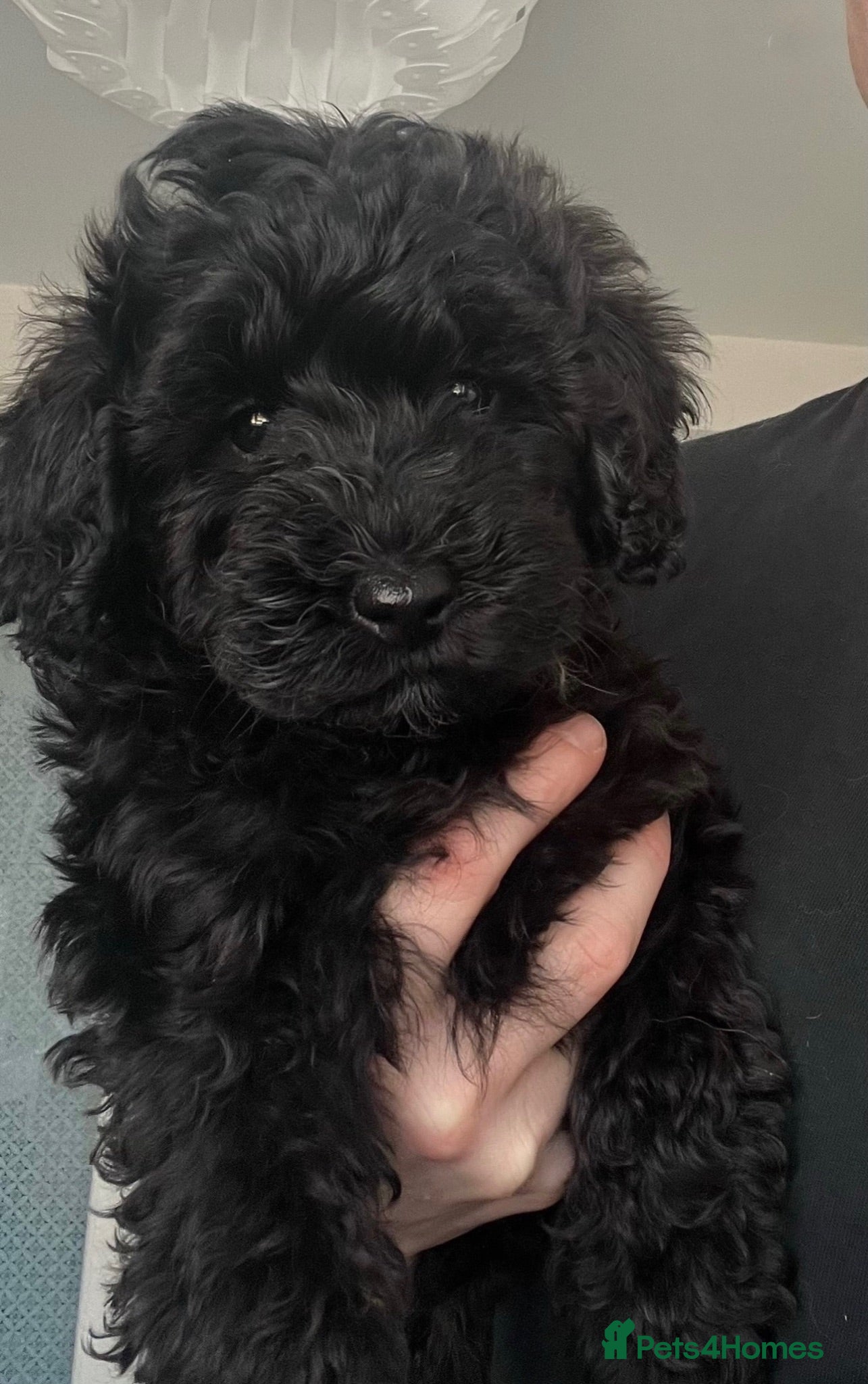 Cockapoo dogs Ready now health tested tested cockapoo puppies  - Advert 1