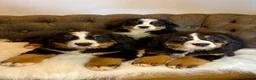 Bernese Mountain Dog dogs for sale: 🐾 Beautiful KC Bernese Mountain Dog Puppies 🐾  - Advert 3