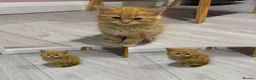 Mixed Breed cats for sale: 6 kittens for sale  - Advert 5