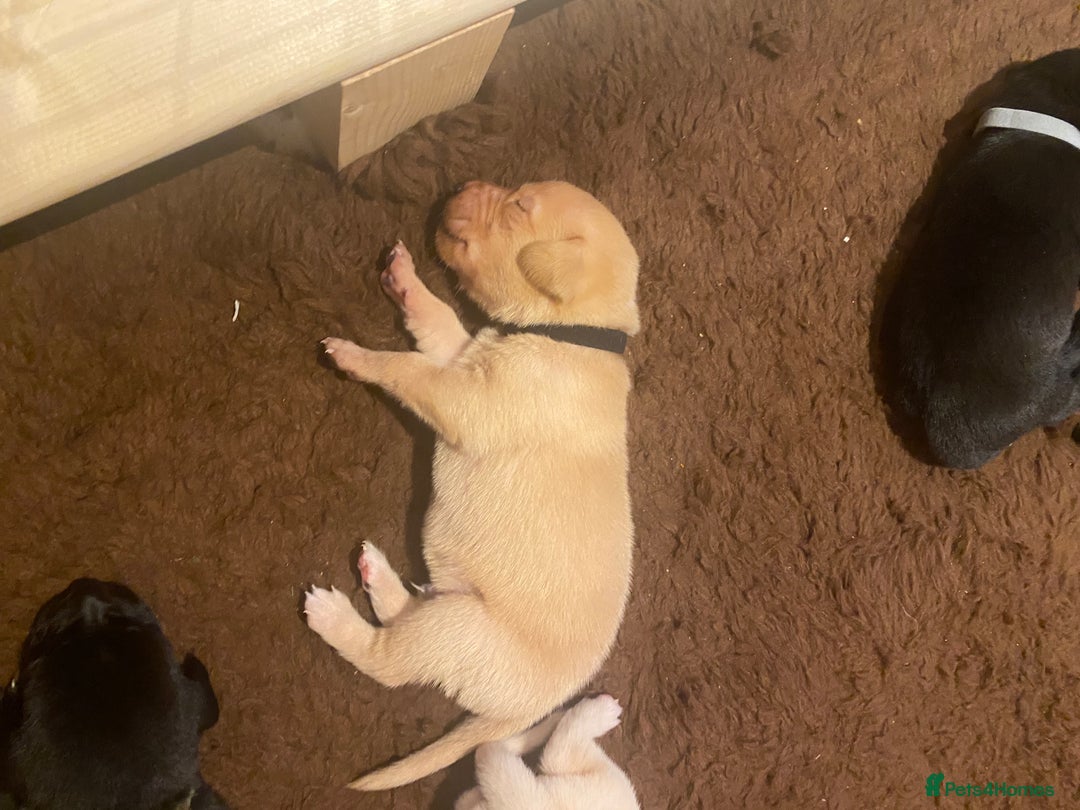 Labrador Retriever dogs for sale: KC registered Labrador puppies - Advert 7
