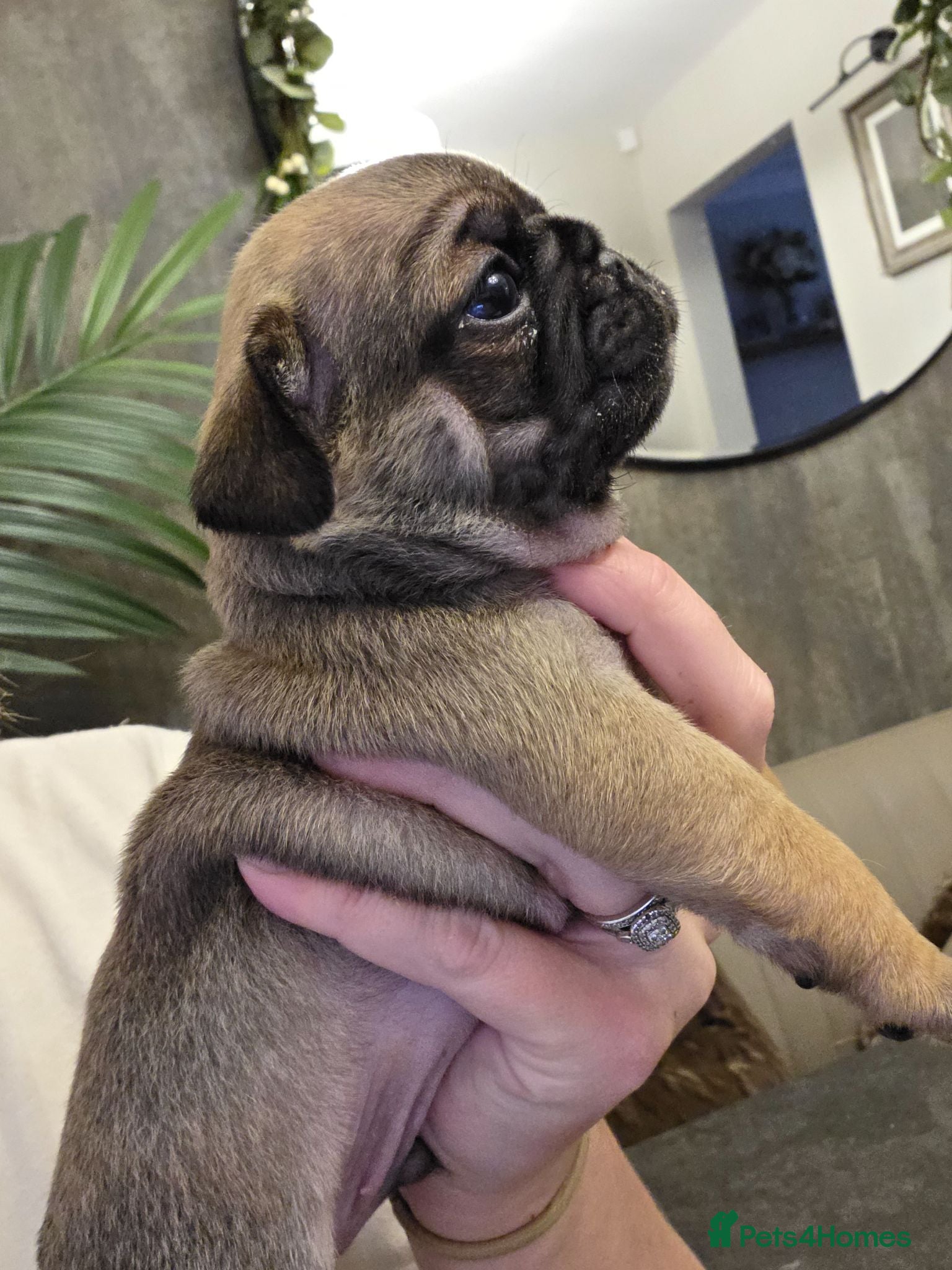 Pug dogs Pug puppies x2 fawn boys  - Advert 18