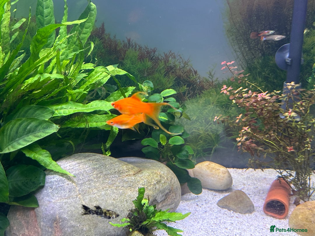 Live Bearers fish for sale: Guppy's endlers / molly & swords  - Image 7