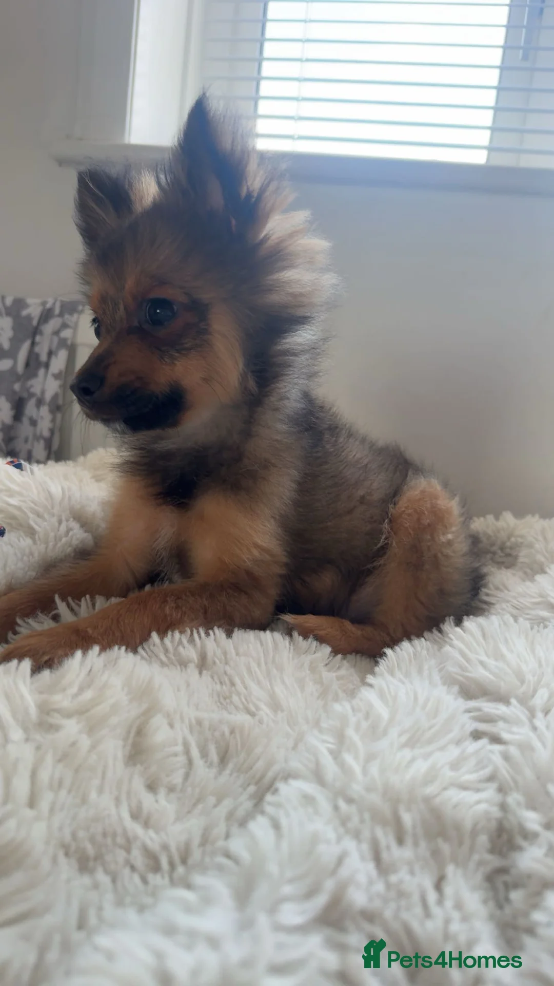 Pomeranian dogs for sale: Brindle Pomeranian  - Advert 4