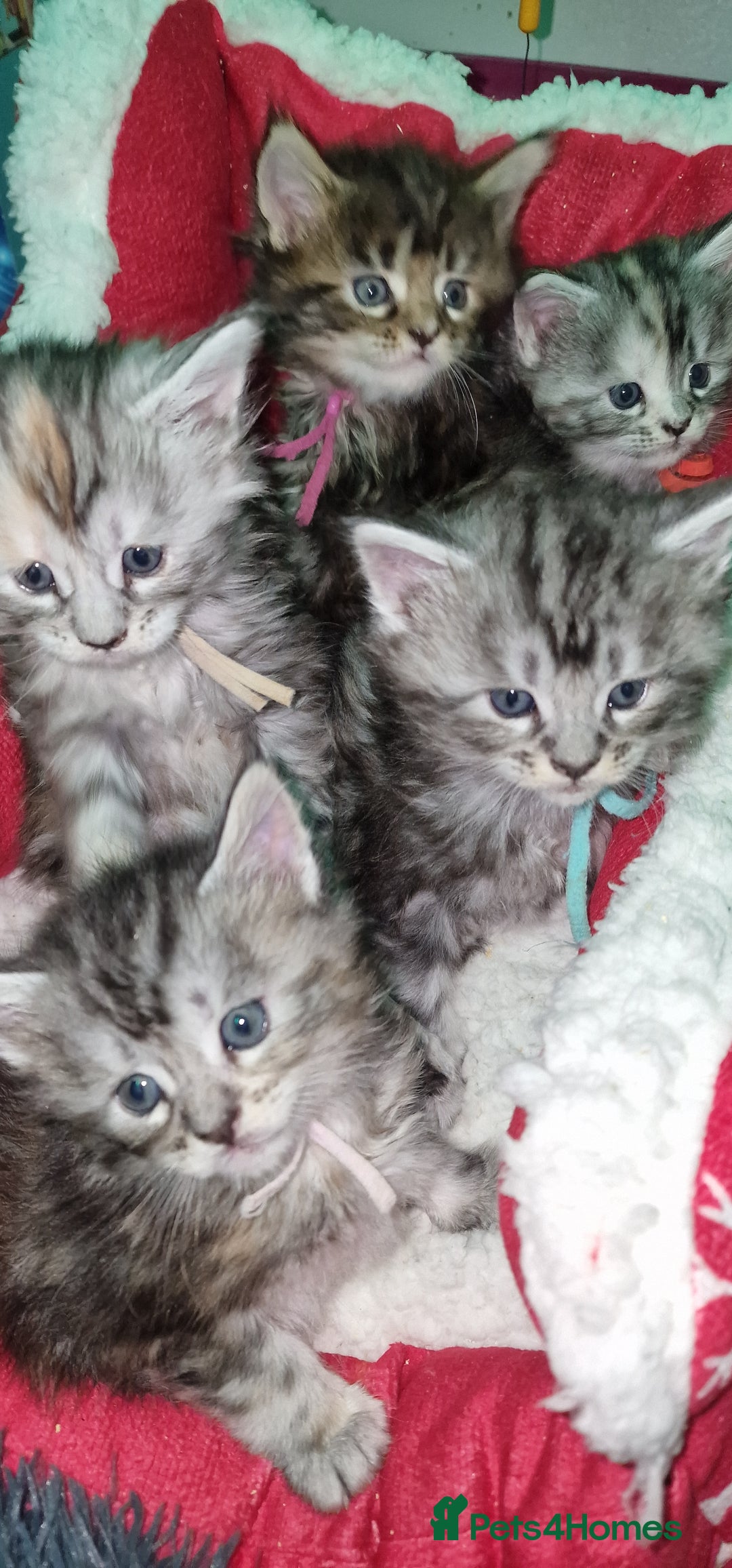 Maine Coon cats for sale: Pure Maine Coon Kittens - Advert 20