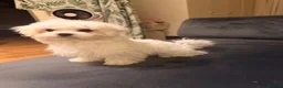 Maltese dogs for sale: Maltese puppy for sale  - Advert 5