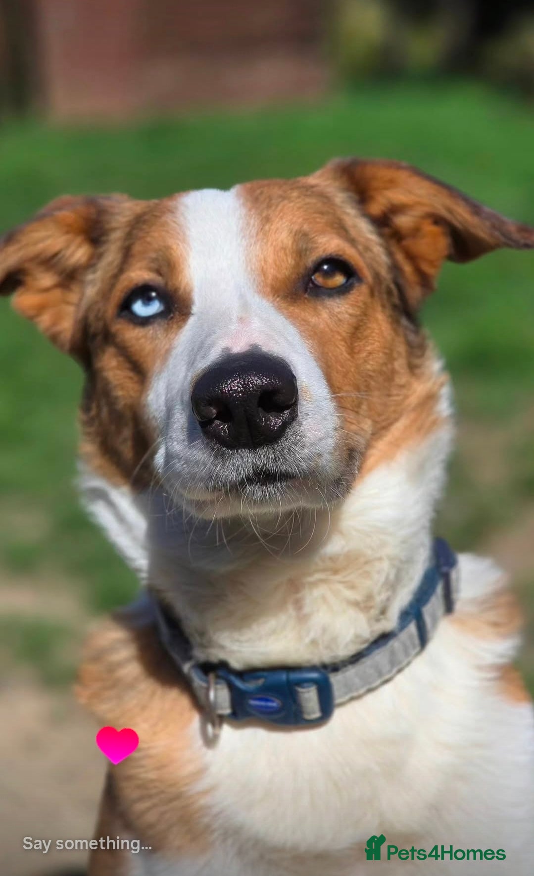 Border Collie dogs Merle Collie for Stud  in Saint Leonards-on-sea - Advert 1