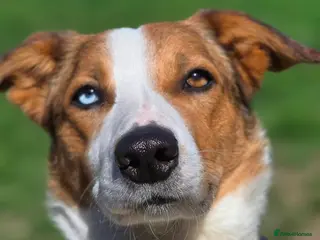 Border Collie dogs Merle Collie for Stud in Saint Leonards-on-sea - Advert 1