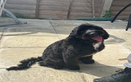 Cockapoo dogs for sale: Amazing handsome Cockerpoo pup - Image 1