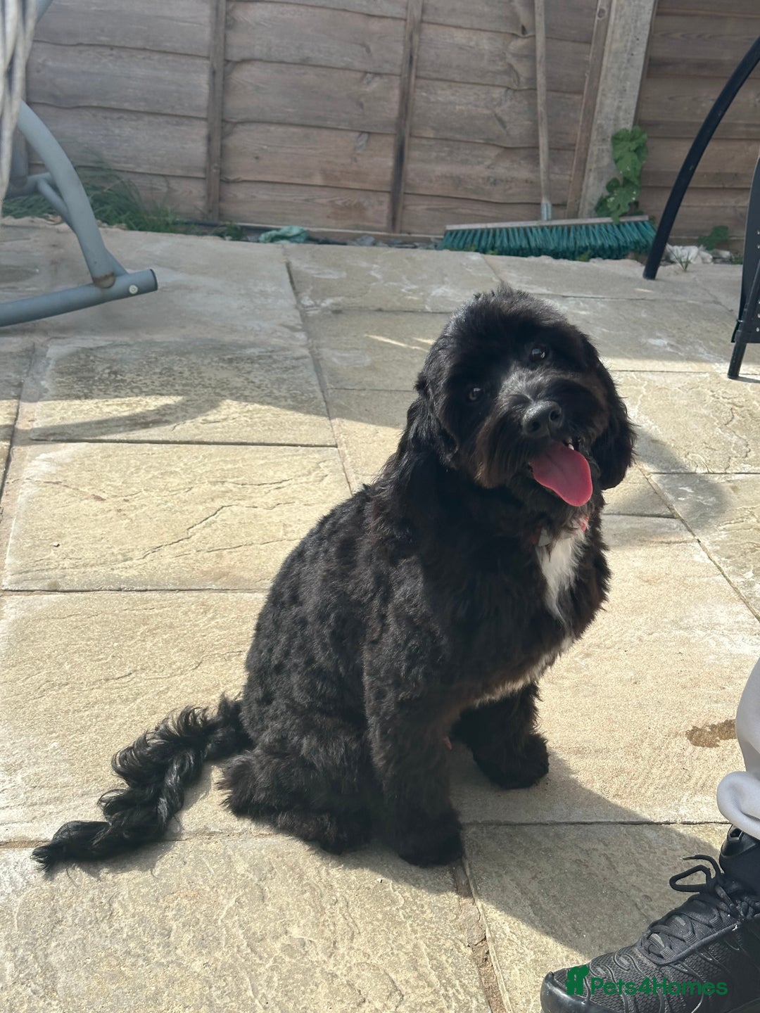 Cockapoo dogs for sale: Amazing handsome Cockerpoo pup - Image 1