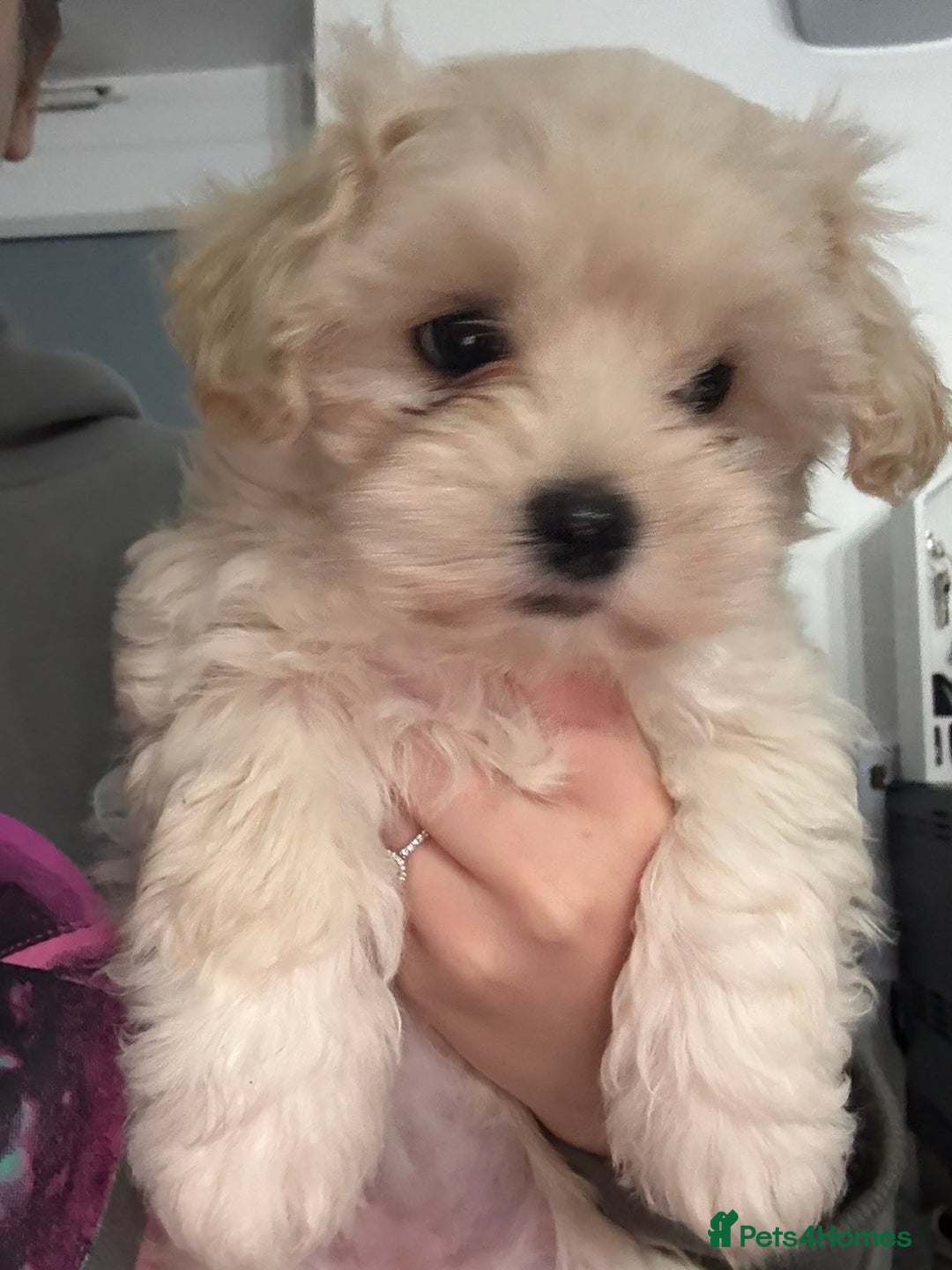 Mixed Breed dogs for sale: beautiful baby Lhatese puppys - Advert 6