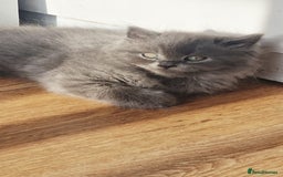 British Longhair cats for sale: Gorgeous Blue British longhair kittens - Image 17
