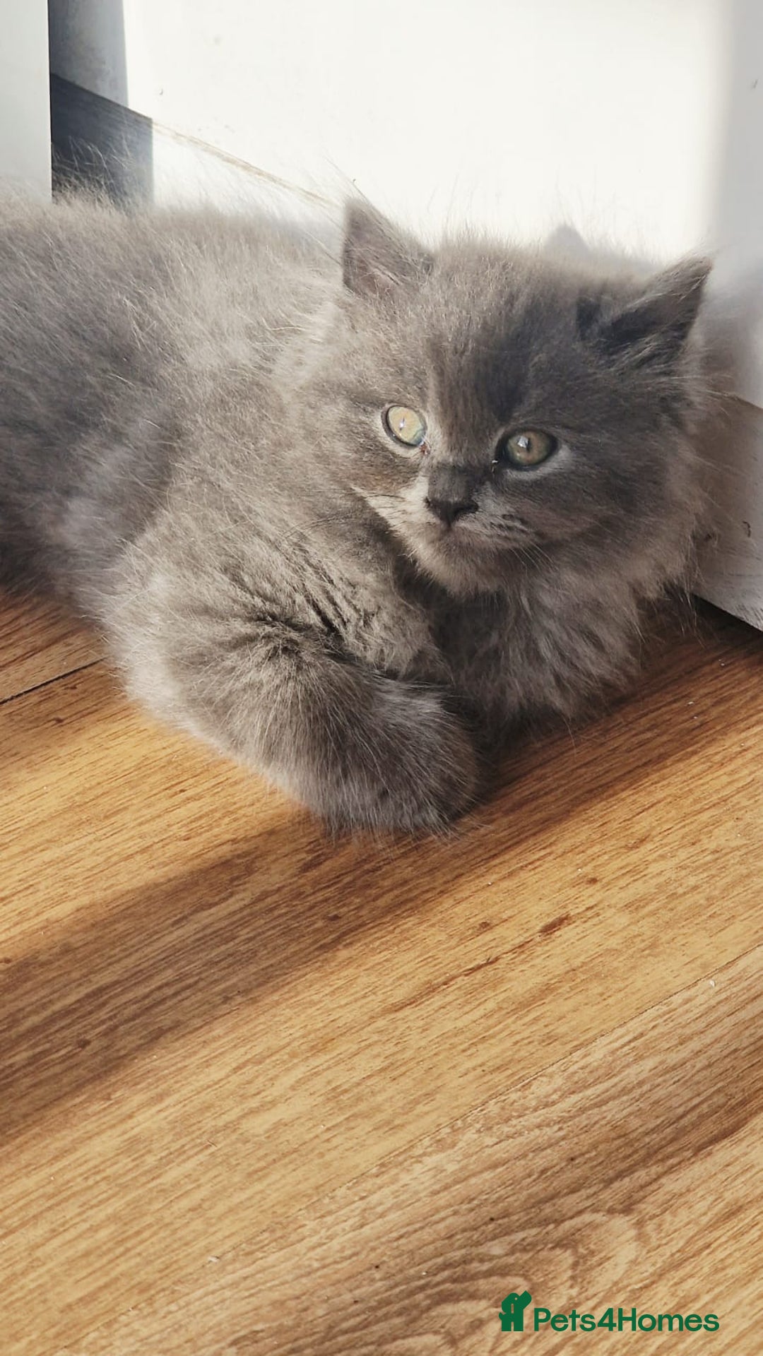 British Longhair cats for sale: Gorgeous Blue British longhair kittens - Image 17