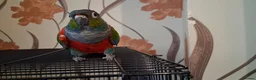 Conures birds for sale: Crimson Bellied Conure £250 - Advert 1