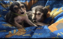 Saluki dogs for sale: KC registered saluki puppies (American bloodlines) - Image 4