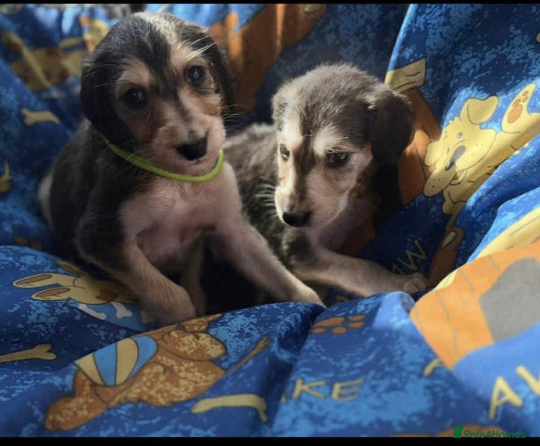 Saluki dogs for sale: KC registered saluki puppies (American bloodlines) - Image 4