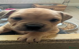 Mixed Breed dogs for sale: Beautiful pups with stunning markings  - Image 5