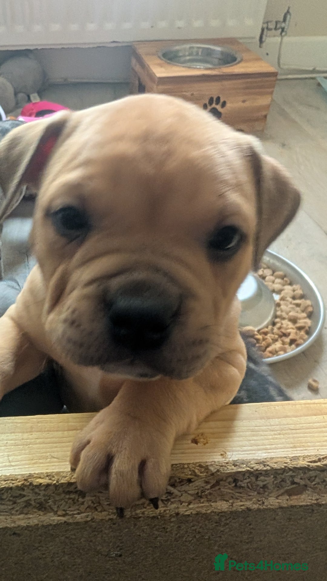 Mixed Breed dogs for sale: Beautiful pups with stunning markings  - Image 5