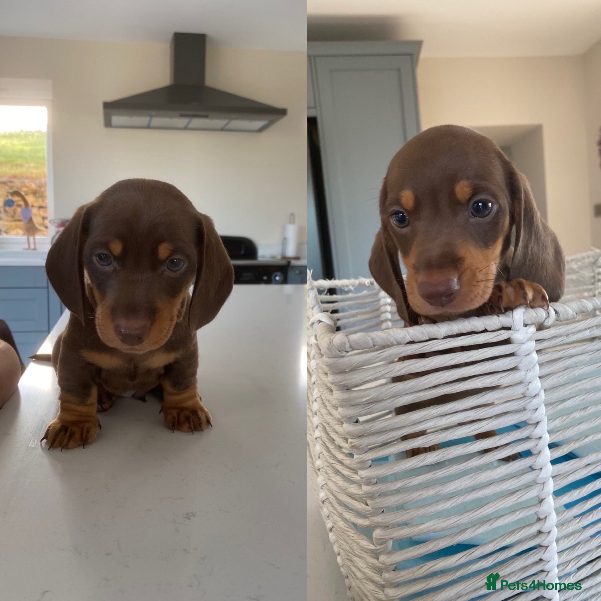 Miniature Dachshund dogs 🐶 last two boys left 🐶  - Advert 1