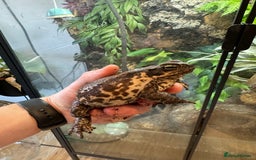 Toad reptiles for sale: Cane toad  - Image 1