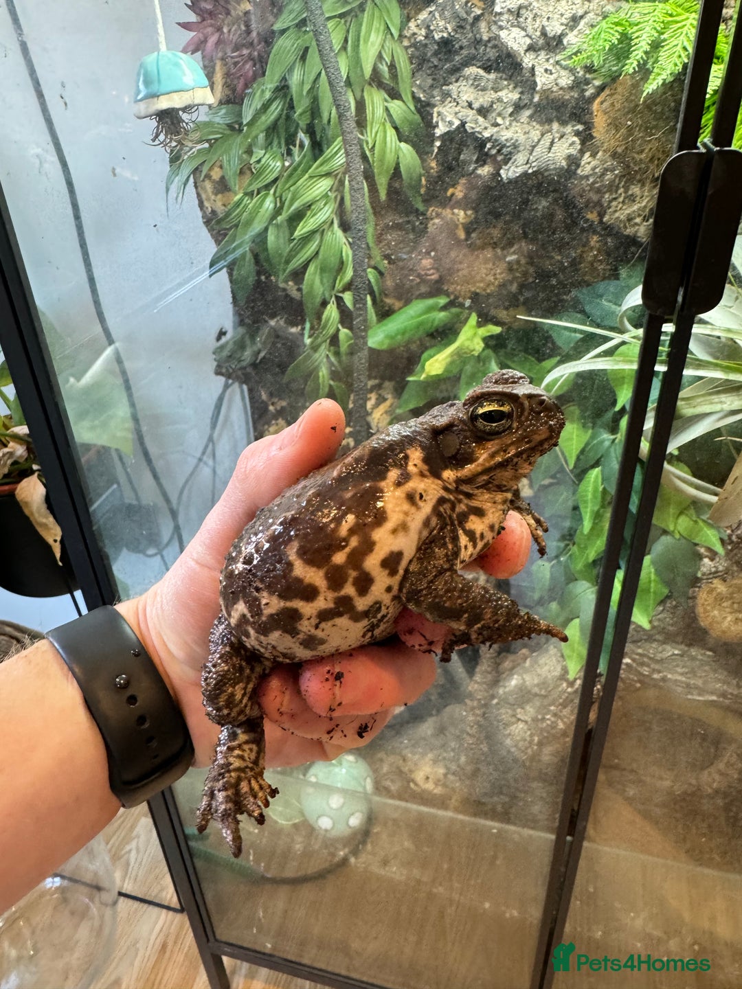 Toad reptiles for sale: Cane toad  - Image 1