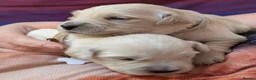 Golden Retriever dogs for sale: Fully Health tested Golden Retriever Pups - Advert 5