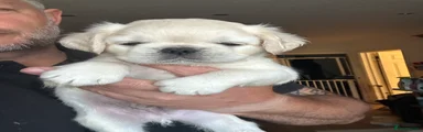 Pug 2