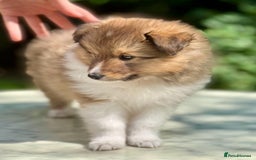 Shetland Sheepdog dogs for sale: Shetland Sheepdog/Sheltie puppy - Image 10