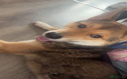 Huskita dogs for sale: Huskita for sale - Image 6