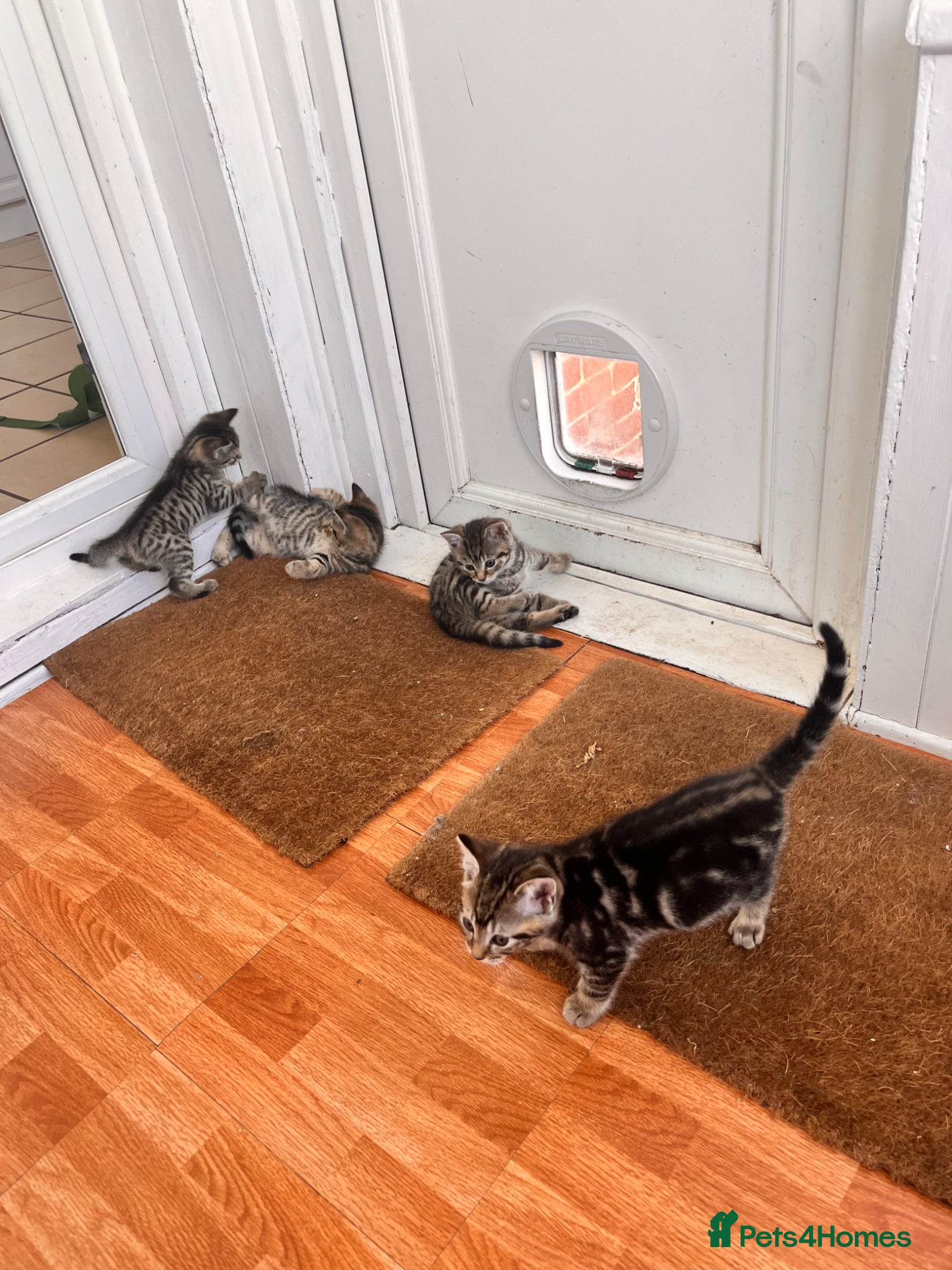 Mixed Breed cats for sale: 5 kittens! Sold individually or together!  in Brighton - Advert 3