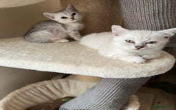 British Shorthair cats for sale: British Shorthair colourpoint kittens  - Image 11