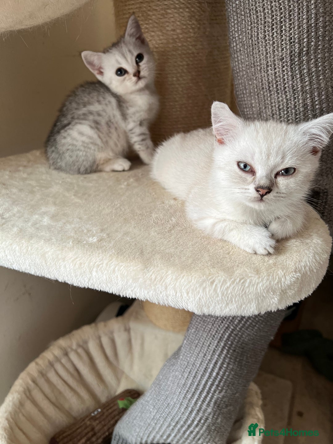 British Shorthair cats for sale: British Shorthair colourpoint kittens  - Image 11