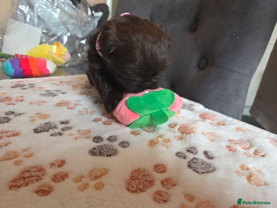 Shih Tzu dogs for stud: Shih Tzu For Stud - Advert 5