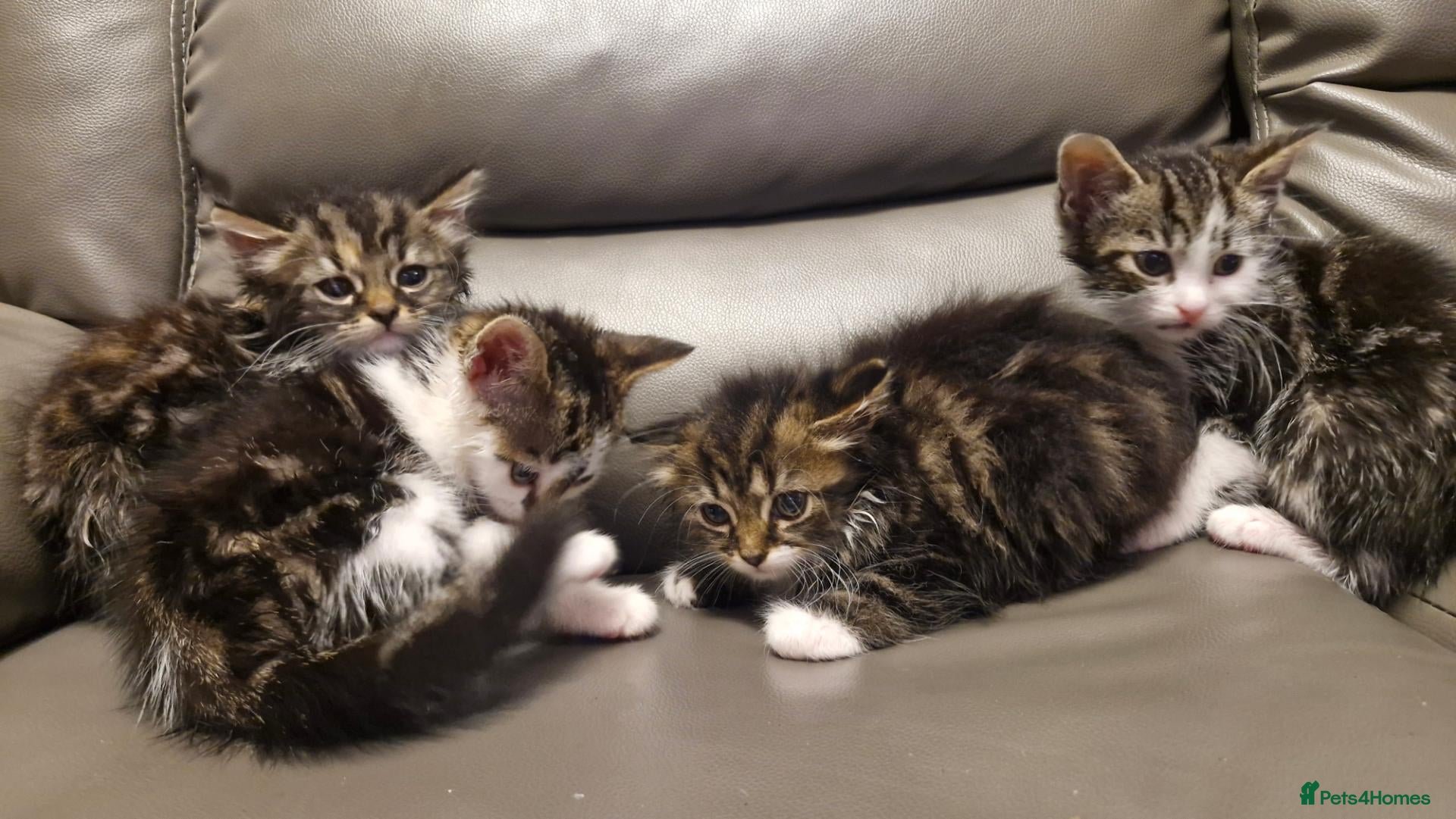 Mixed Breed cats 4 beautiful kittens  - Advert 4
