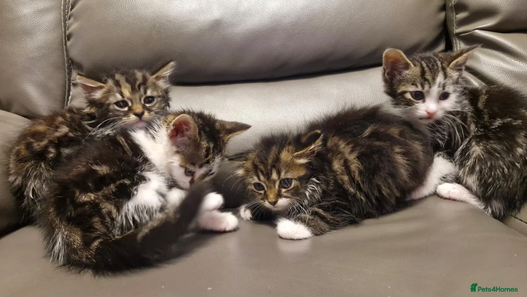 Mixed Breed cats for sale: 4 beautiful kittens  - Advert 1