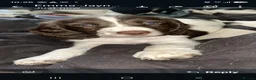English Springer Spaniel dogs for sale: English Springer Spaniel Puppies  in Bury - Advert 6