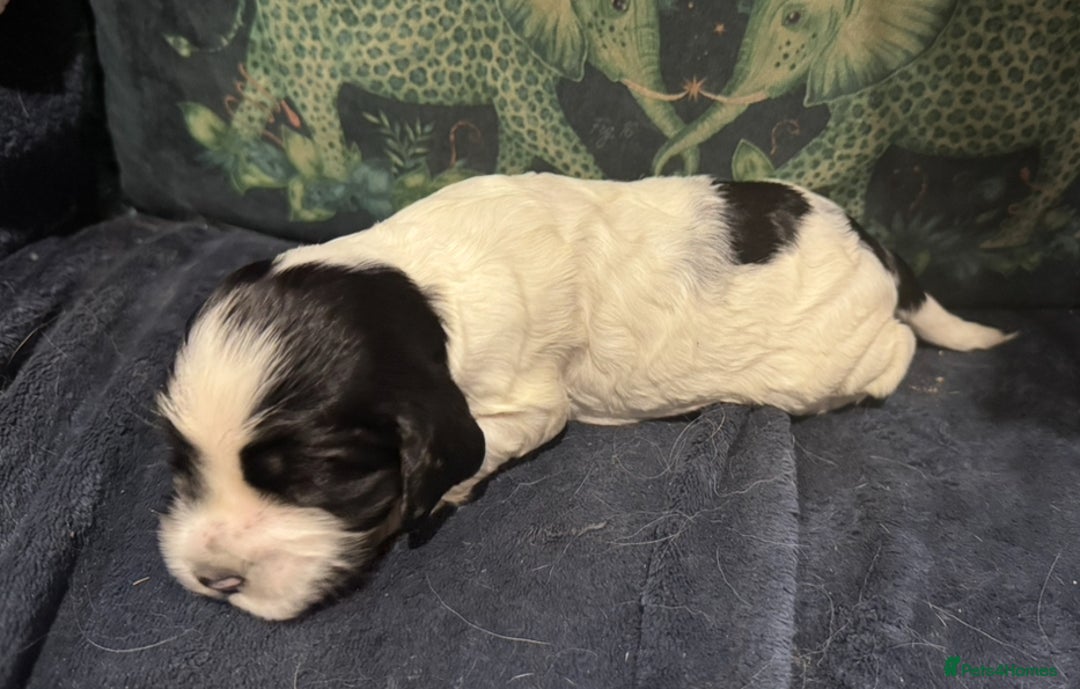 Cocker Spaniel dogs for sale: KC show cocker puppies black white blue roan - Image 20