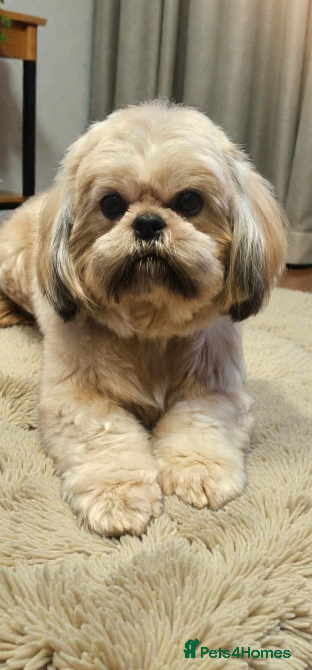 Shih Tzu dogs for sale: 💞TOP QUALITY 💞ADULT SHIH TZU 💞 - Advert 4