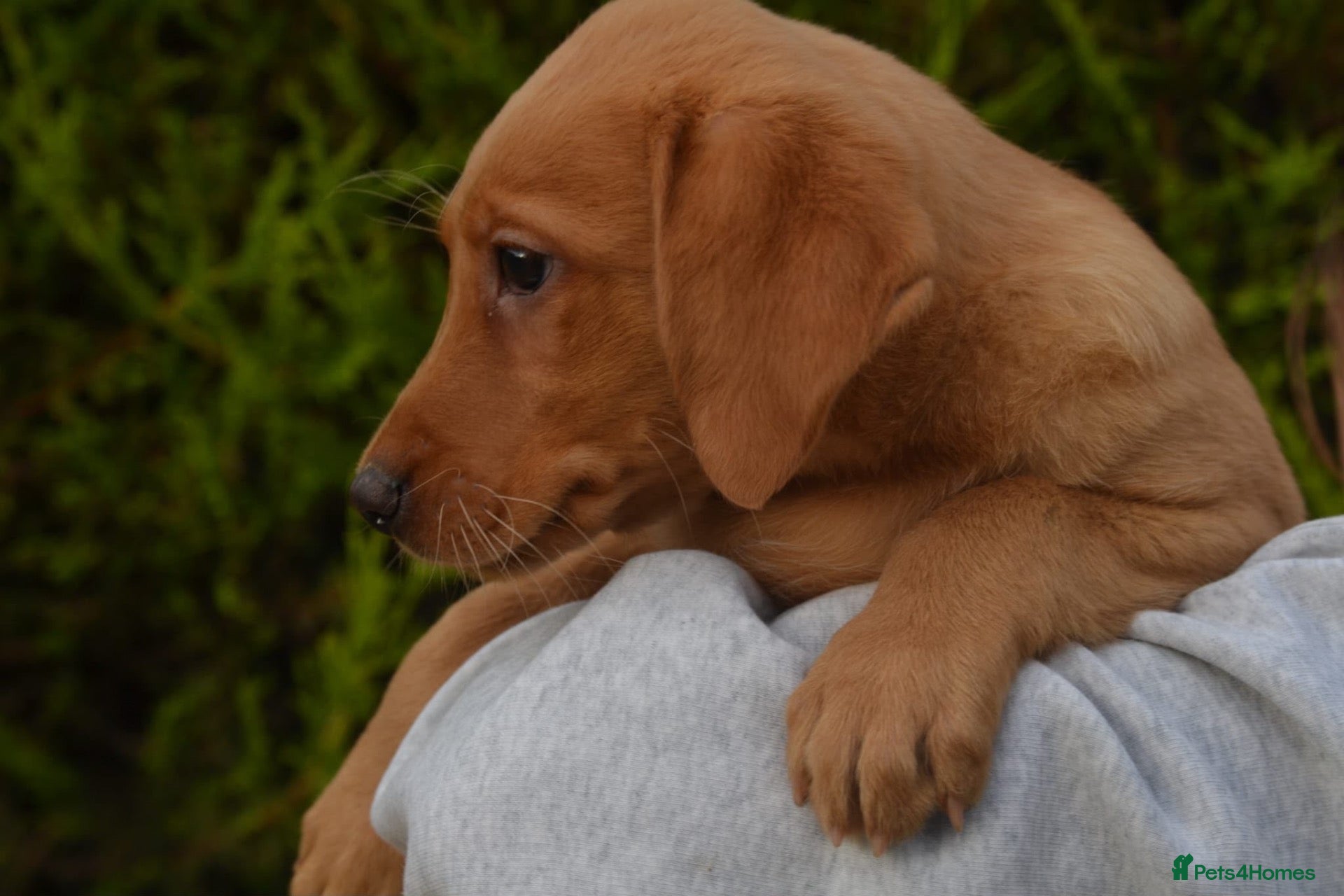 Labrador Retriever dogs Fox Red Labradors READY TO LEAVE  - Advert 1